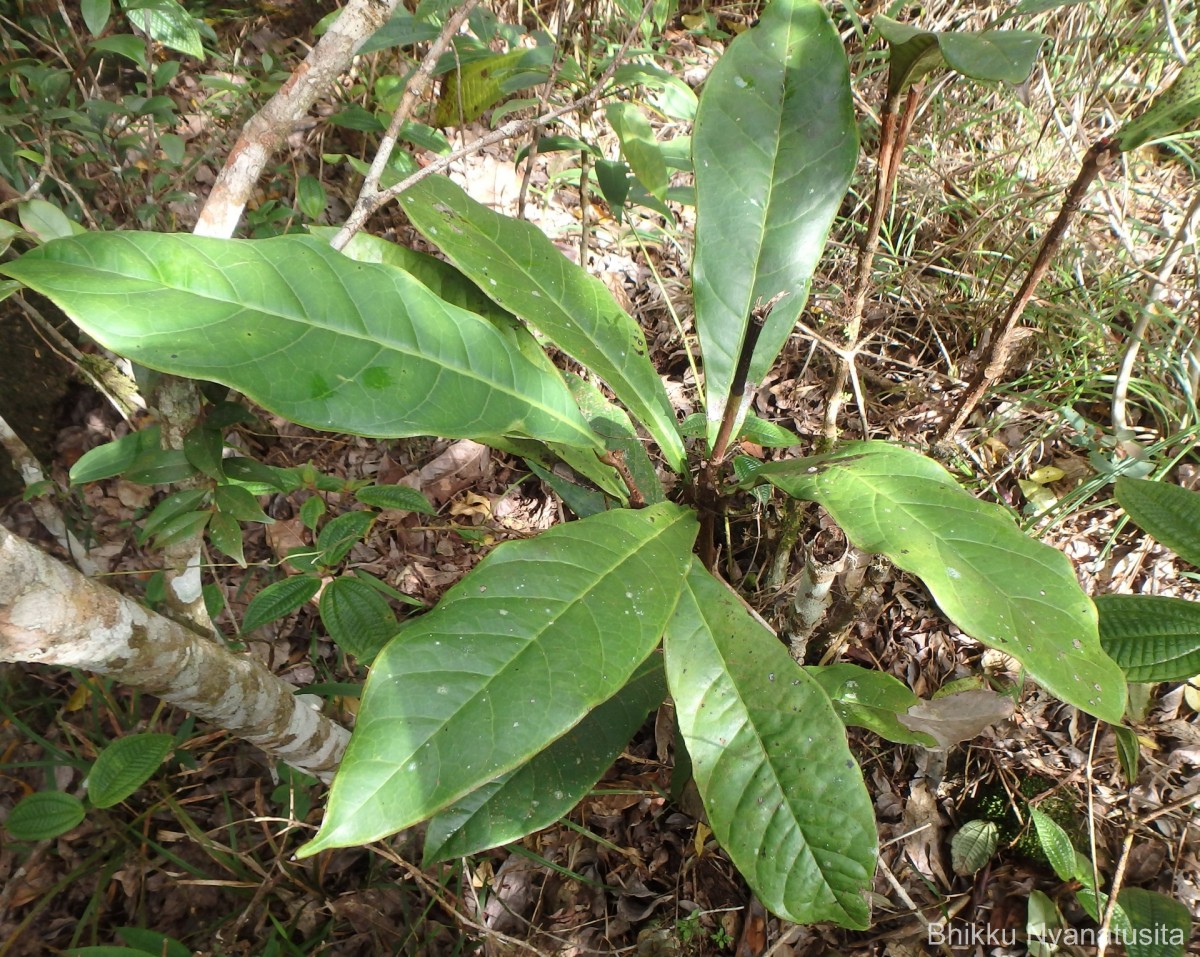 Semecarpus subpeltatus Thwaites